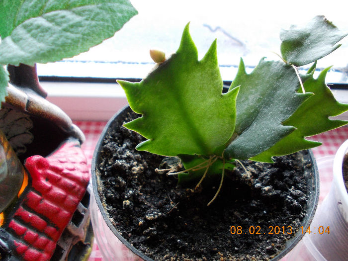 8 febr 2013-flori 030 - februarie 2013