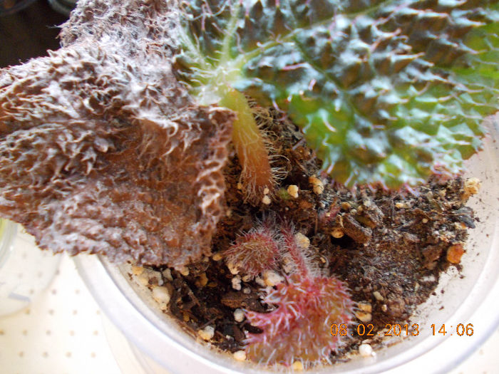 begonia masoniana "iron cros"