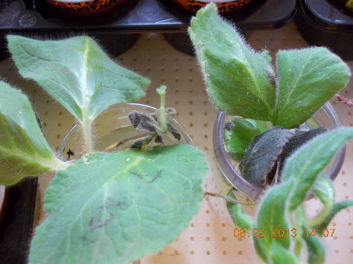kohleria in apa