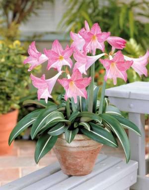 Hippeastrum Silhouette(comandat)