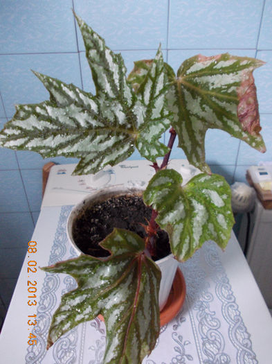 begonia rex metalica