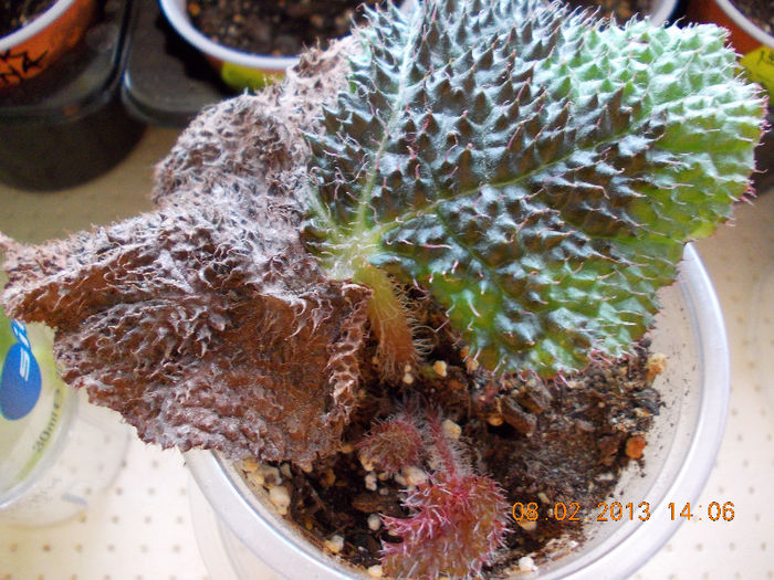 begonia masoniana "iron cros" - begoniile mele