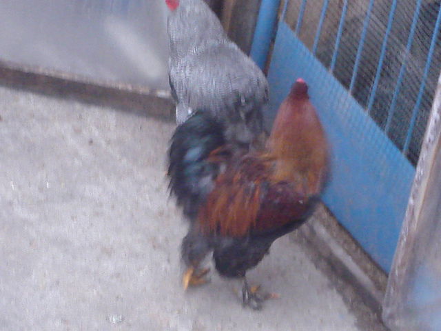 DSC06565 - Brahma potarnchiu