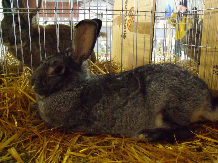 Chinchilla mare - Expo marghita 08-02-2013 Iepuri