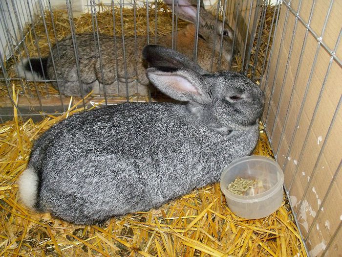 Chinchilla mare