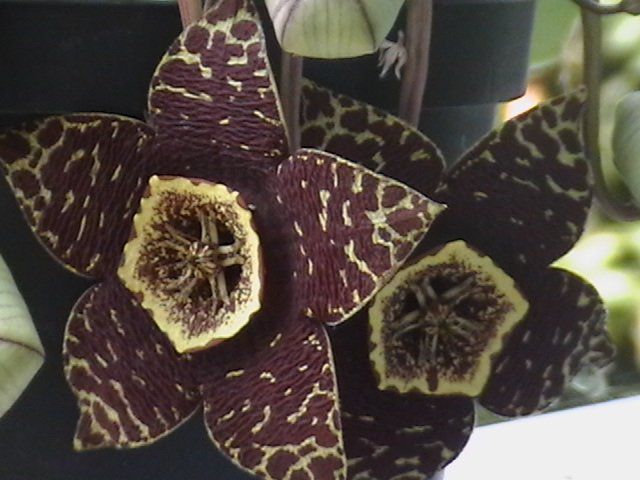 Stapelia variegata