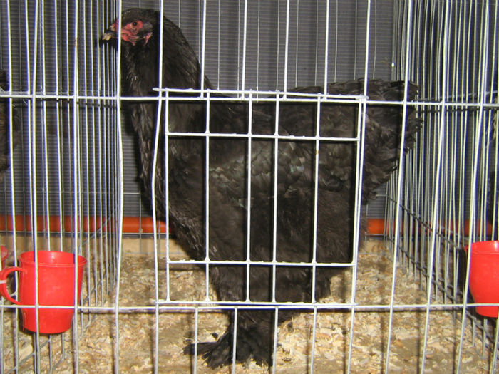 Brahma negru - gaina - EXPO Breaza 2013