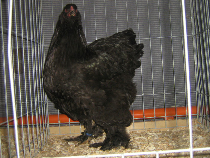 Brahma negru - gaina - EXPO Breaza 2013