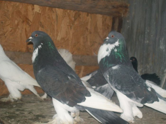 100_0922 - gusati de pomerania