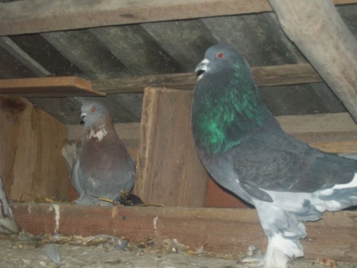 100_0931 - gusati de pomerania