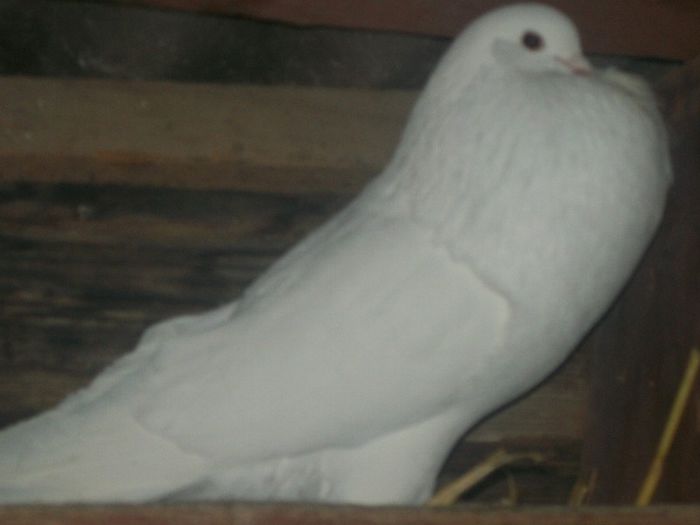 100_0944 - gusati de pomerania