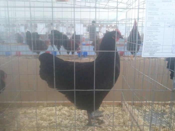 2013-02-08 09.31.47 - Australorp