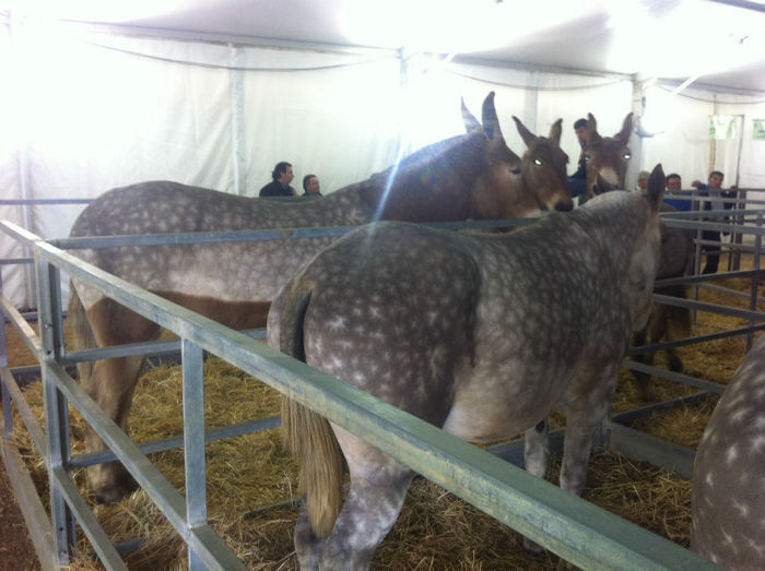 Mule - Targ de cai si mule
