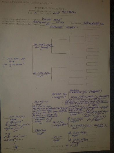 Rijckaert   Wege - PEDIGREE