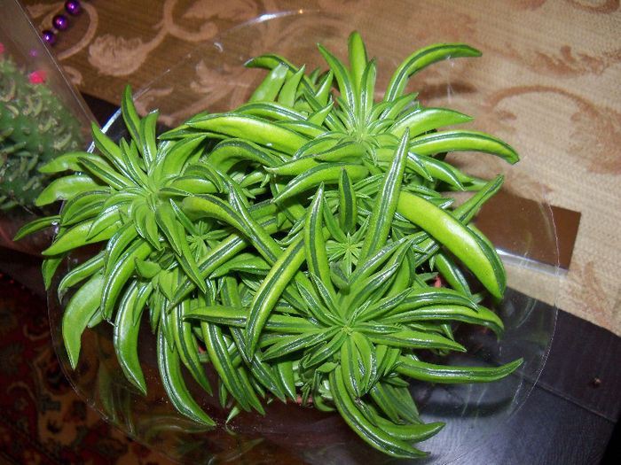 Peperomia ferreyrae - SUCULENTA NECUNOSCUTA