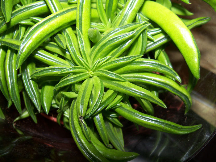 Peperomia ferreyrae - SUCULENTA NECUNOSCUTA