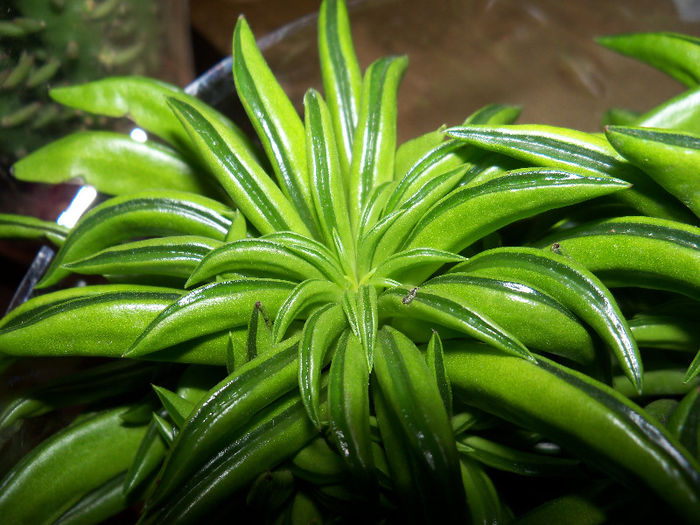 Peperomia ferreyrae