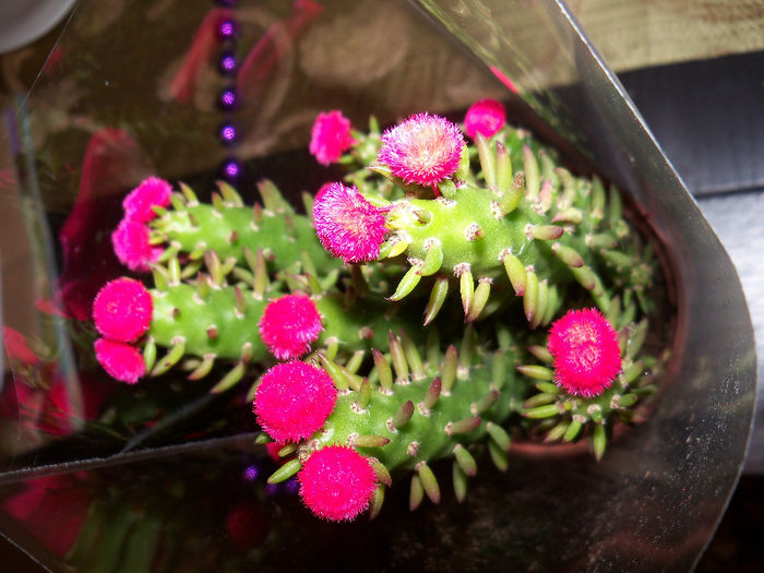 Cylindropuntia subulata cu flori artificiale - SUCULENTA NECUNOSCUTA