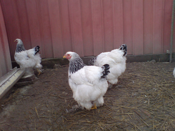 DSC00999 - Brahma H Deschis 2013