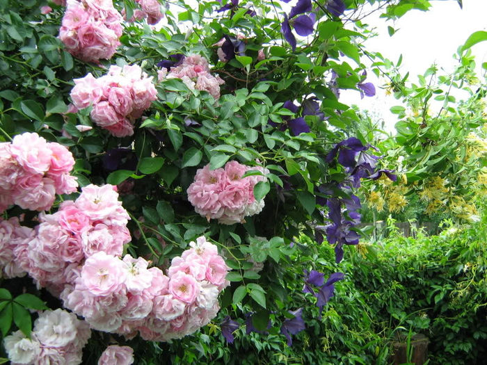 trandafirclematita