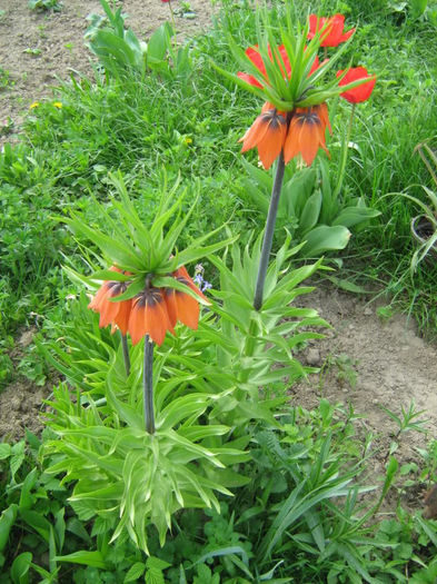 fritillaria imperialis