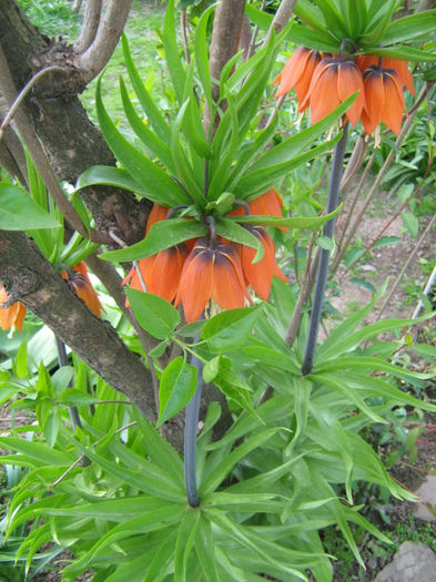 Fritillaria imperialis