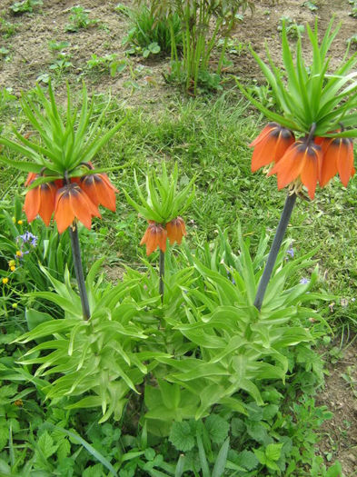 Fritillaria imperialis