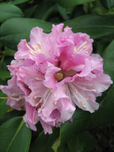 Rhododendron