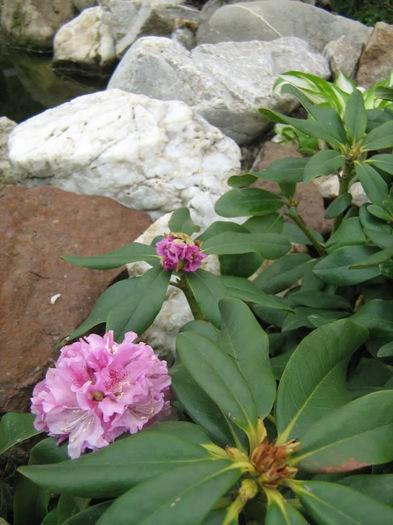 Rhododendron