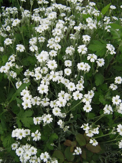 Gypsophila repens