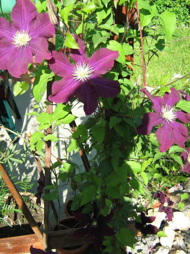 Clematita