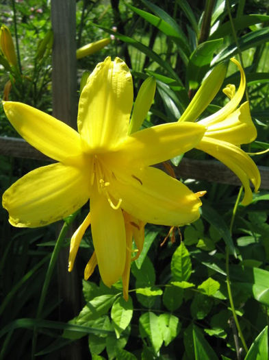 hemerocalis galben 1