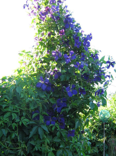 Clematita