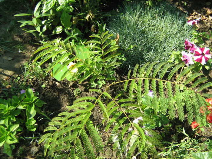 Albizia julibrissin
