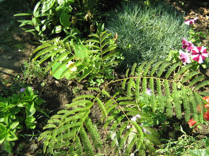 Albizia julibrissin