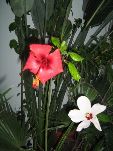 Hibiscusi - Plante de interior