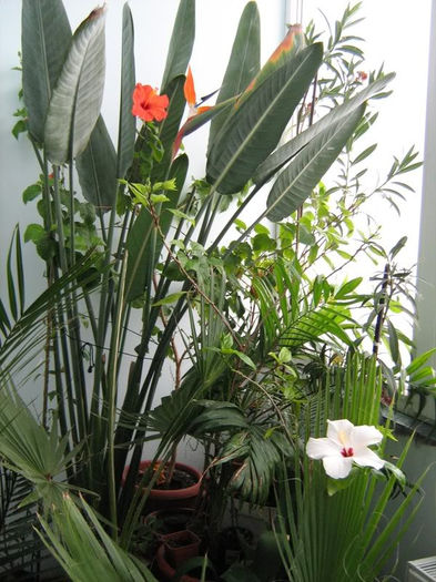 Strelitzia-hibialb-hibiportocaliu - Plante de interior