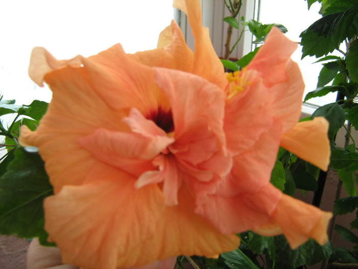 Hibiscus - Plante de interior