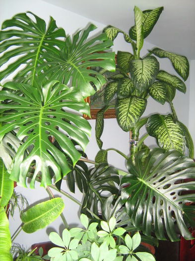 Philodendron_Difenbachia - Plante de interior