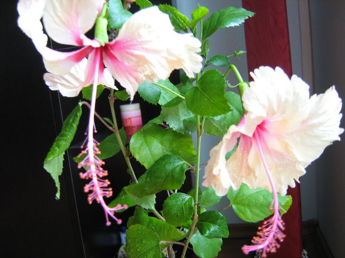 Hibiscus Rowena - Plante de interior