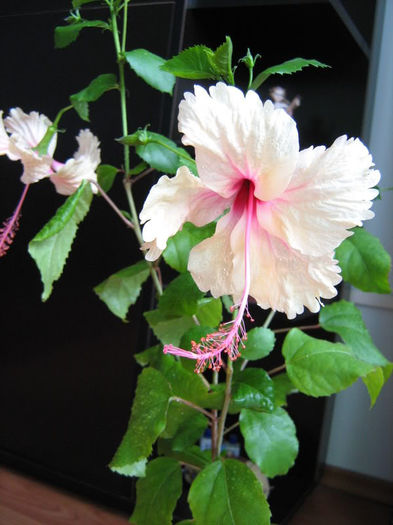 Hibiscus Rowena - Plante de interior