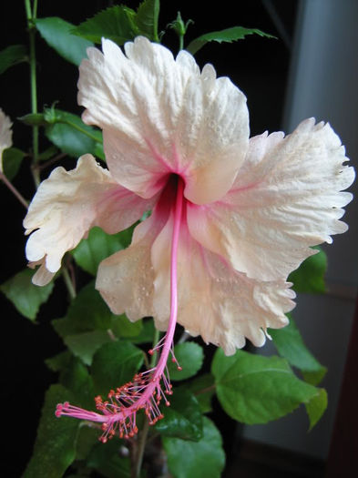 Hibiscus Rowena - Plante de interior