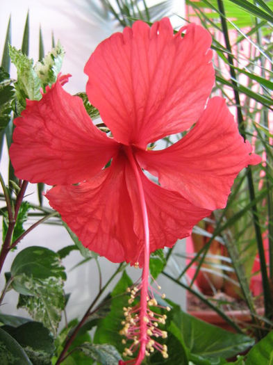 Hibiscus_Surinam - Plante de interior