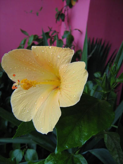 Hibiscus - Plante de interior