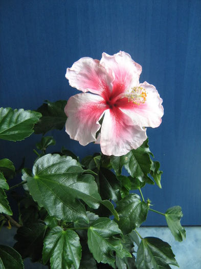 Hibiscus