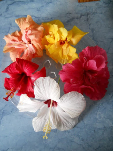 hibiscus5 - Plante de interior