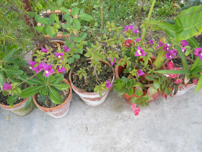 Bougainvillea - Plante de interior