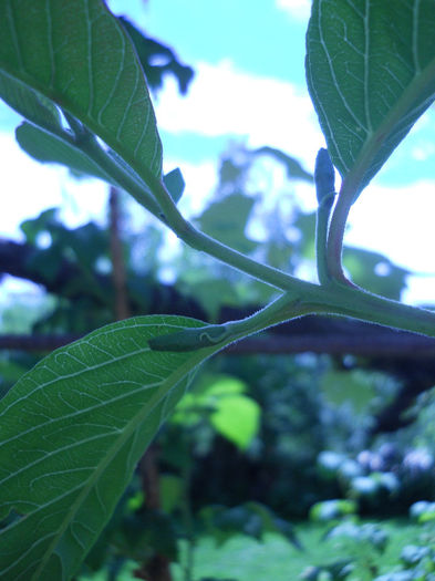Guava