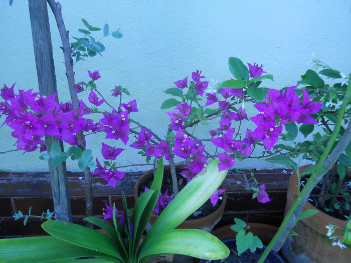 Bouganvillia