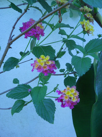 Lantana mov